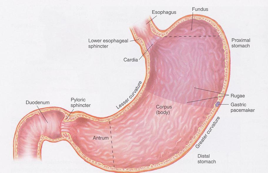 MAHALAUKKU Gastriini-34 Pepsinogeeni II HCl Pepsinogeeni I Pepsinogeeni II Gastriini-17 Pepsinogeeni II MAHALAUKUN SAIRAUDET B12-vitamiini, pernisioosi anemia: S-B12-Vit, S-B12- TC2, homokysteiini,