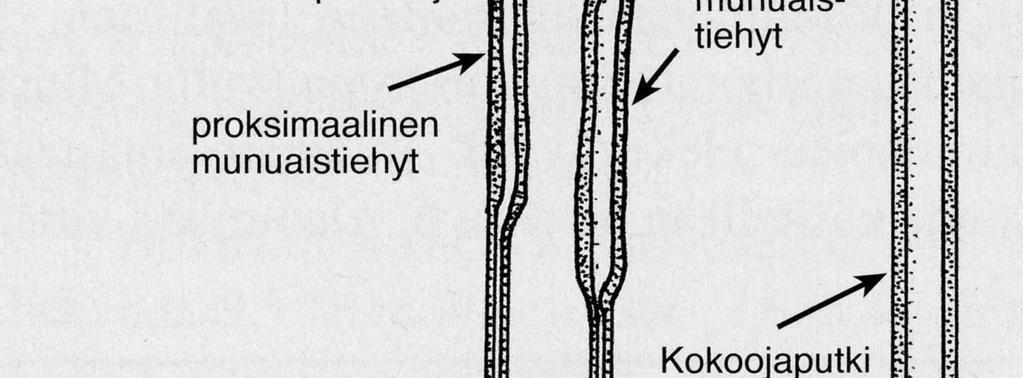 erytropoietiinin ja reniinin synteesi, D-vitamiinin aktivointi Metabolinen: glukoneogeneesi, synteesit,