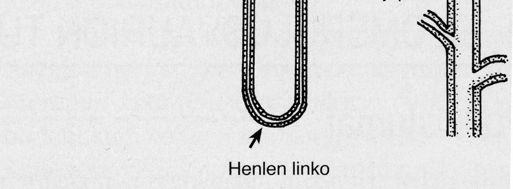 kidney injury, AKI) aiemmin akuutti munuaisten vajaatoiminta, jonka loppuvaihe acute kidney failure (ARF)