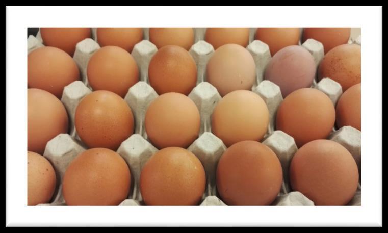 Valikoimissa kaikki munatuotteet Satamuna-tuotemerkin alta löytyvät vapaan kanan munat, OMEGA-3 sarjan kuuluvat munat, Camelina-munat sekä tietysti luomu ja laidunkanojen munat.