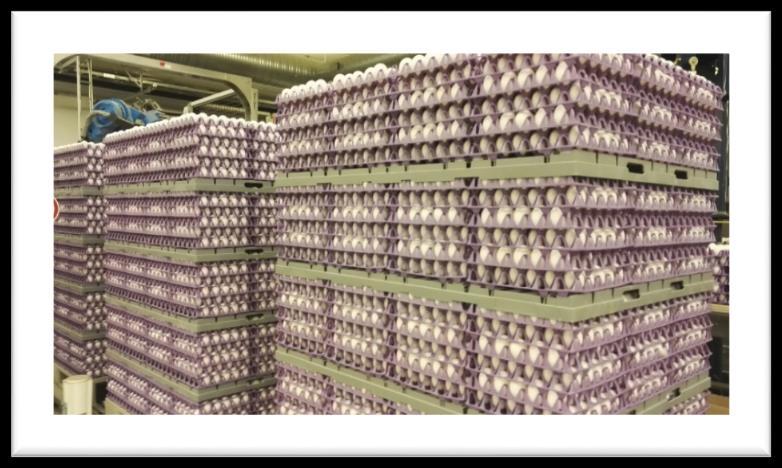 Satamuna pakkaa päivässä reilut 600 000 kanamunaa ja munia viedään ympäri Suomea, Eurooppaa ja joskus myös Euroopan ulkopuolelle.