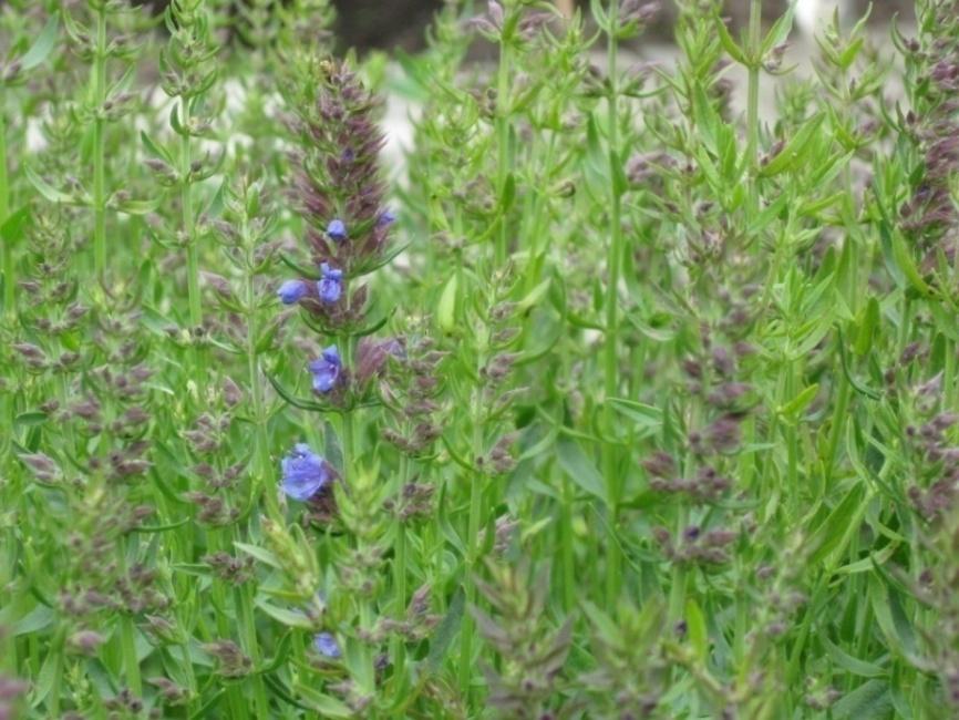 Iisoppi (rohtoiisoppi) Hyssopus officinalis Tuntomerkit: Korkeus 20-60 cm. Monivuotinen. Jäykkävartinen ja alaosistaan puutunut puolipensas. Lehdet pieniä, vastakkaisia ja ehytlaitaisia.