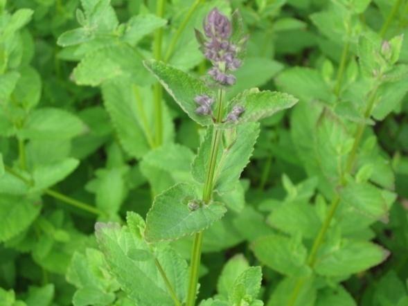 Aitokissanminttu (kissanminttu) Nepeta cataria Tuntomerkit: Korkeus 60-100 cm. Monivuotinen ruoho.