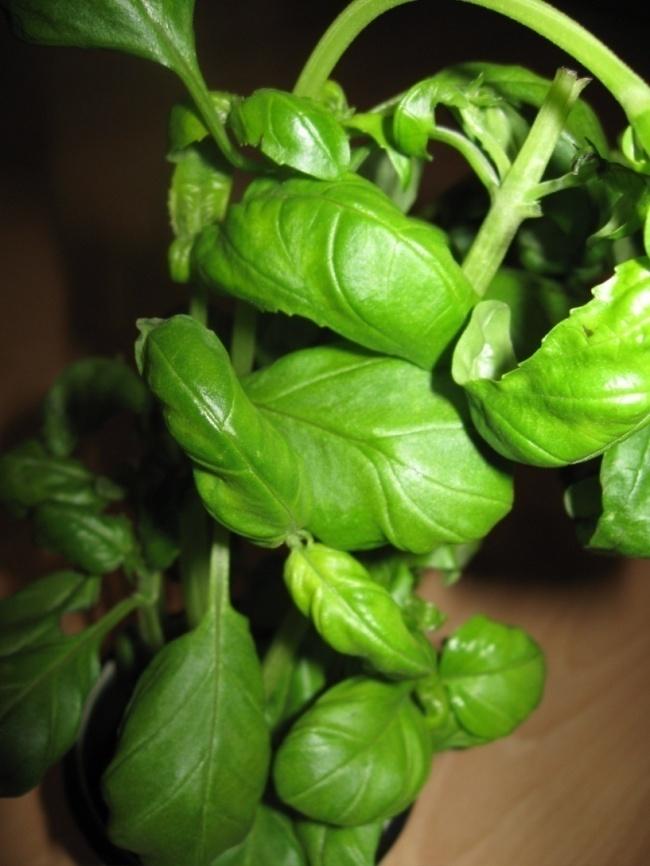 Maustebasilika Ocimum basilicum Tuntomerkit: Korkeus 30-50 cm. Yksivuotinen. Varsi runsaslehtinen ja monihaarainen. Lehdet pitkäruotiset puikeat, ehytlaitaiset tai harvahampaiset.