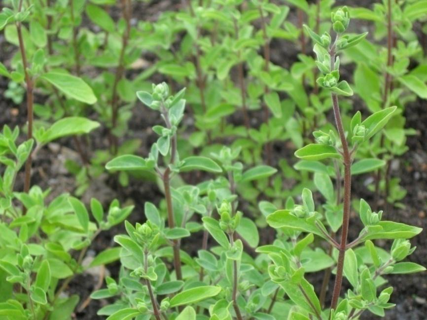 Maustemeirami (meirami) Origanum majorana Tuntomerkit: Korkeus 20-50 cm. Monivuotinen, Suomessa yksivuotisena viljeltävä ruoho. Puolipensas, jonka varret pystyjä, jäykkiä ja monihaaraisia.