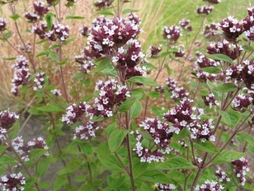 Mäkimeirami (oregano) Origanum vulgare Tuntomerkit: Korkeus 25-50 cm. Monivuotinen ja voimakaskasvuinen ruoho. Varret pystyjä ja yläosasta haarovia.