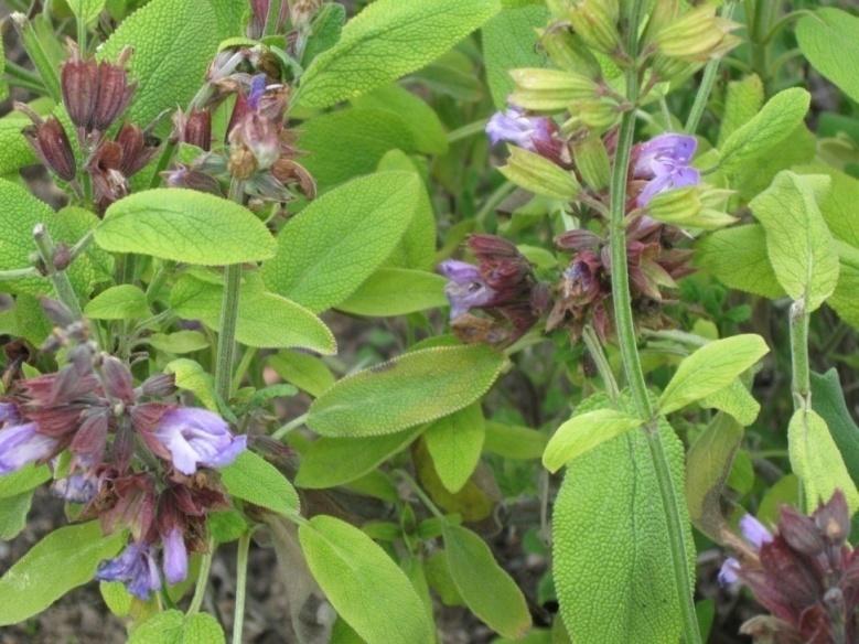 Ryytisalvia (maustesalvia, rohtosalvia, salvia) Salvia officinalis Tuntomerkit: Korkeus 50-80 cm. Monivuotinen, Suomessa yleensä yksivuotisena viljeltävä.