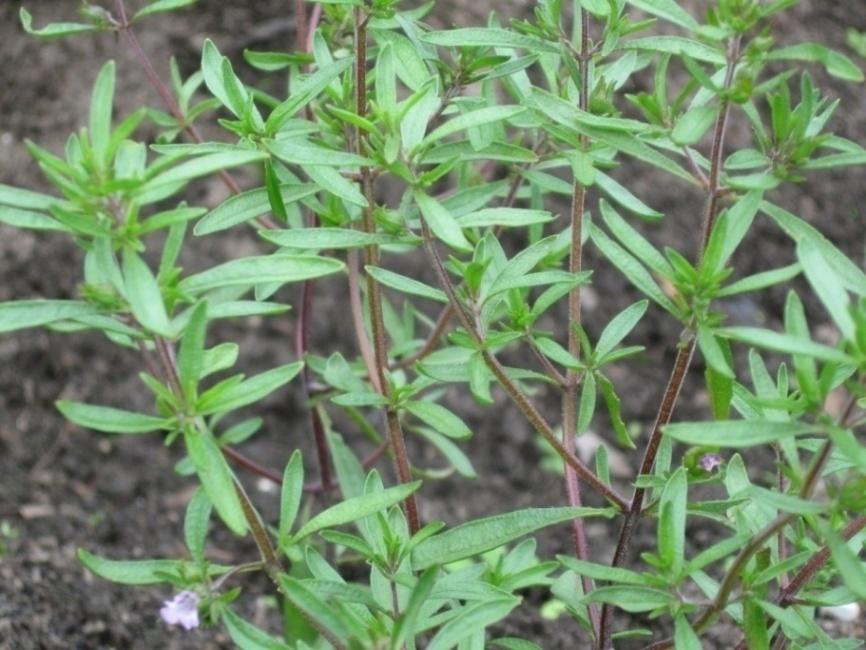 Kesäkynteli (kynteli) Satureja hortensis Tuntomerkit: Korkeus 25-40 cm. Yksivuotinen ruoho. Varret pystyjä ja haaroittuneita.