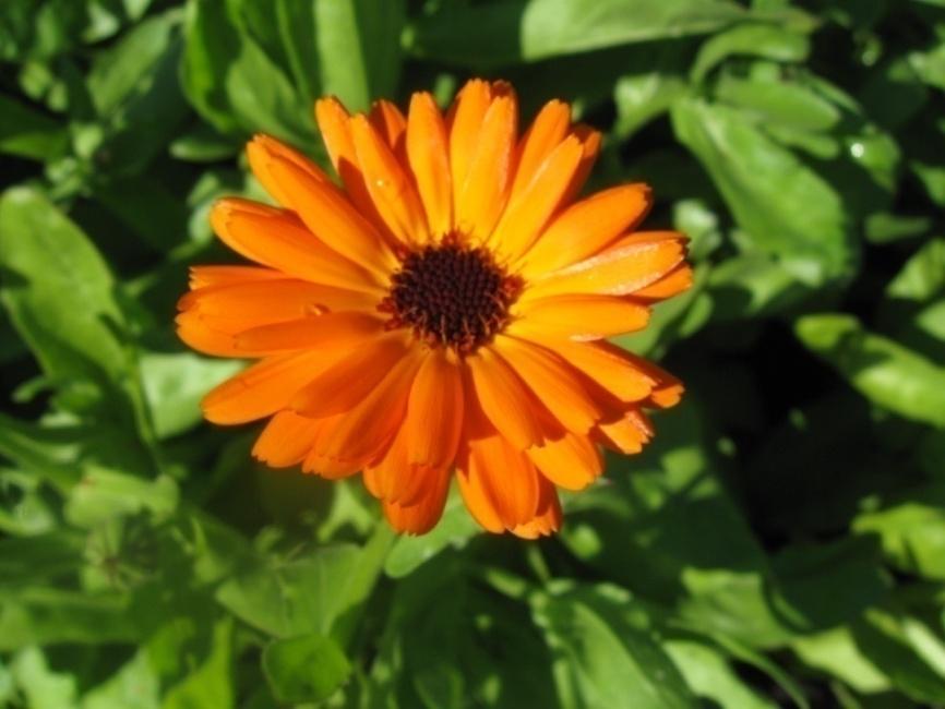 Tarhakehäkukka Calendula officinalis Tuntomerkit: Korkeus 20-90 cm. Yksivuotinen kesäkukka. Varret meheviä, haarautuneita; lehdet vihreitä; mykerökukat erivärisiä, yksinkertaisia tai kerrannaisia.