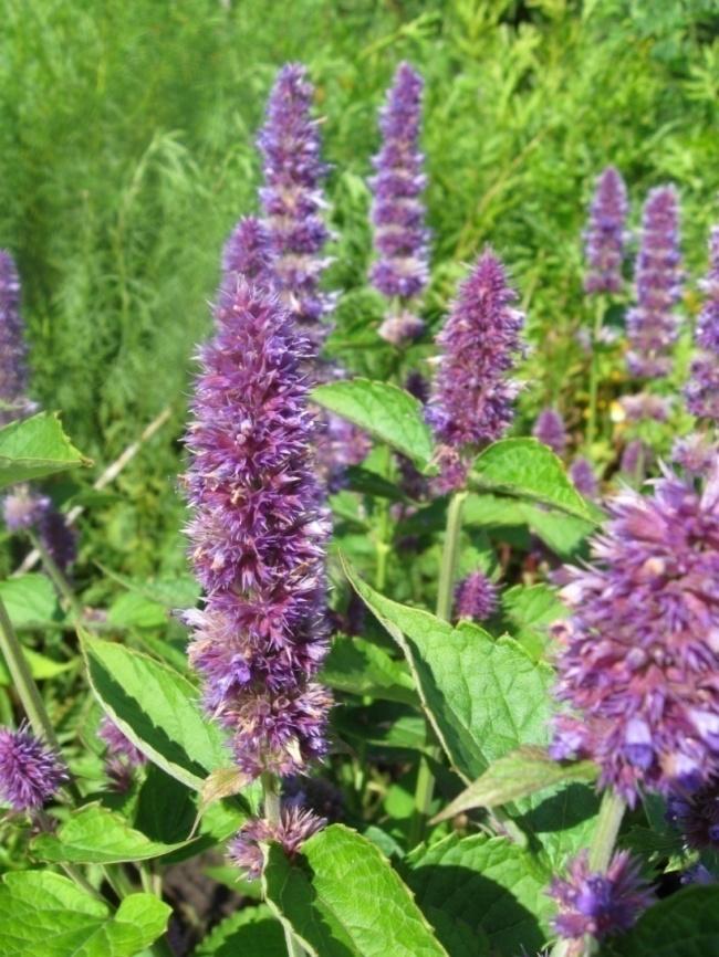 Yrtti-iiso (anisiiso, anisiisoppi) Agastache foeniculum Tuntomerkit: Korkeus 80-100 cm. Monivuotinen ruoho, Suomessa yksivuotisena viljeltävä. Jäykkävartinen ja hyväntuoksuinen.