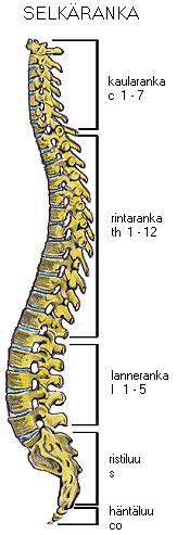 2 SELKÄRANGAN FYSIOLOGIA JA ANATOMIA 4 Tässä kappaleessa käsittelemme selkärangan fysiologiaa ja anatomiaa, jonka avulla pyrimme helpottamaan välilevytyrän ja spinaalistenoosin diagnoosien sekä