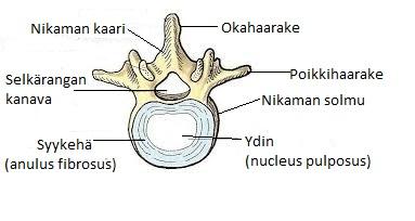 2.1 Nikamat ja nikamavälilevyt 5 Marcovitchin (2011, 615) mukaan nikama eli vertebrae muodostuu vartalon etupuolella olevasta pyöreästä, kovasta ja luisesta solmusta sekä taakse muodostuvasta nikaman