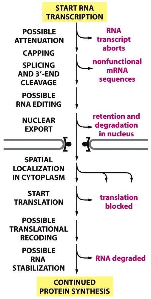 Transkrip=on säätely Geenien säätelyproteiinit sitoutuvat DNA:han Geeni- ilmentymistä säädellään kytkimien avulla Eukaryoo\nen transkrip=on