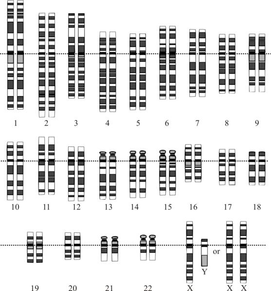 sama DNA   sama DNA 2