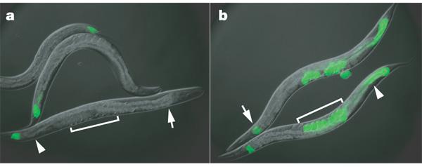 RNA häirintä (RNAi) Geenin hiljentäminen RNAi:n avulla Green and red lines show cell index values for two different