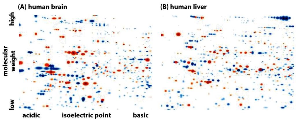 Johdanto Eri solutyypeissä ilmentyvät eri geenit RNA:n ilmentyminen (mikroarray) Proteiinien ilmentyminen (2D gel electrophoresis) - - - - -