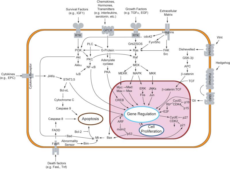 Proteiini- ilmentymisen erot ovat suuria Figure 7-3 Molecular Biology of the Cell ( Garland Science 2008) Johdanto Ympäristö vaikuuaa geenien