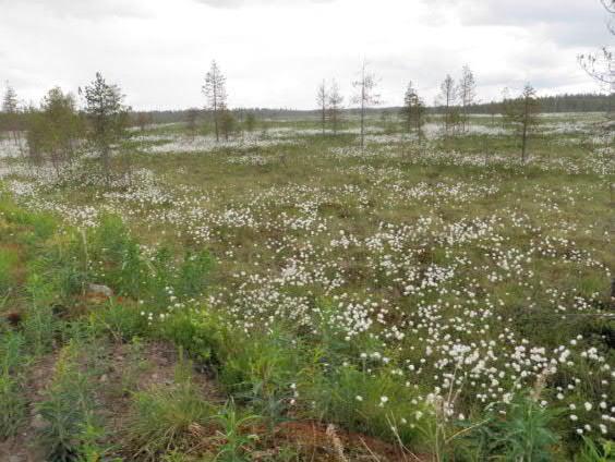 POHJOIS-POHJANMAAN PÄÄSTÖTARKKAILU 216 11457 18.4.217 Kupsussuon pintavalutuskenttä.