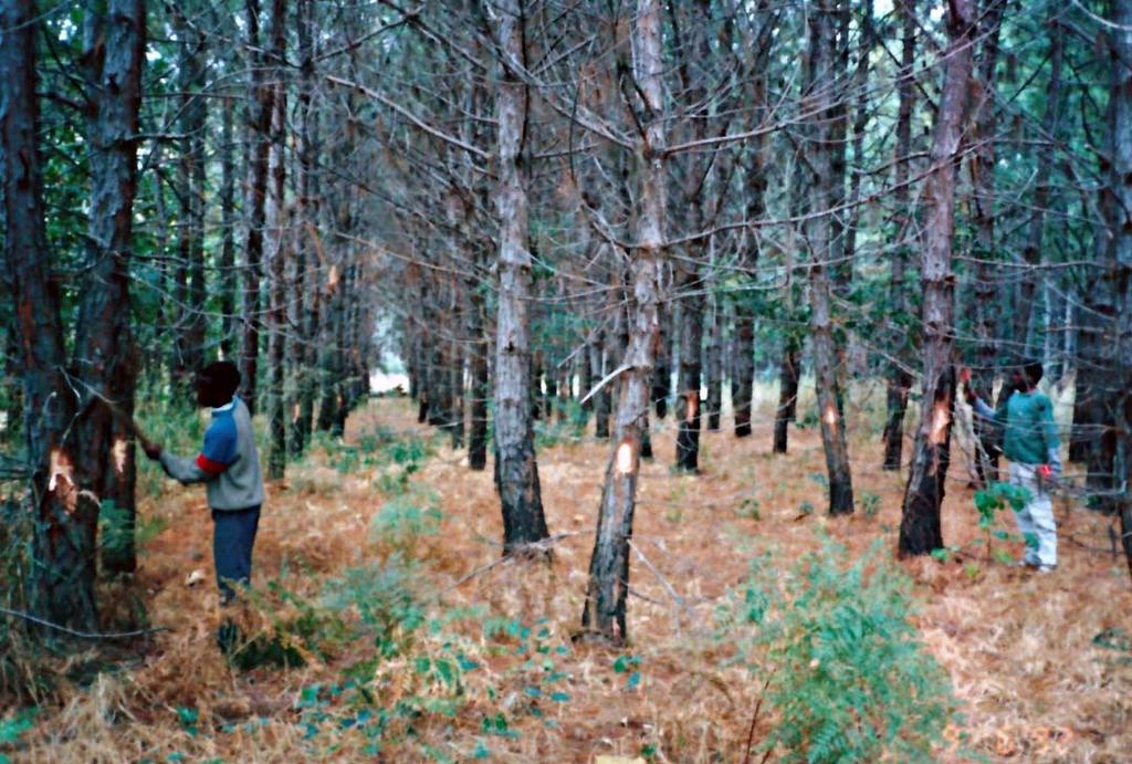 c) Istutusmetsät taas mukaan kuvioon 1980: tuetaan valtion istutusmetsiä 1990 2010: