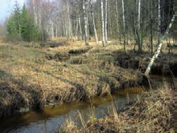 Puron kunnostuksen suunnittelu Kunnostusta suunniteltaessa on tärkeää miettiä, mitä asioita puron kunnostamisella halutaan saavuttaa.