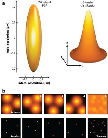 Stochastic optical reconstruction microscopy (STORM) Vain pieni osa fluoroforeista aktivoidaan kerrallaan ja niiden paikka kuvataan Fluoroforit saatetaan fluoresoimattomiksi suuritehoisella pidemmän