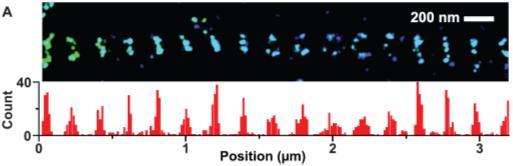 Science Cultured hippocampal neurons fixed with glutaraldehyde, permeabilized and blocked with Triton X-100 + normal serum, stained with MAP2 antibody and Alexa647- conjugated phalloidin (=actin