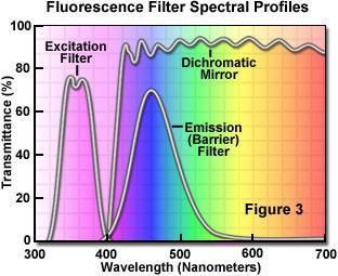 Fluorokromin eksitaatio- ja emissiospektri ja aallonpituuksien suodatus Stokesin siirtymä (stokes shift) on fluoresoivan