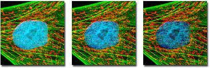 intensiteetin väheneminen Huomioitava intensiteettiin perustuvissa mittauksissa Photobleaching Fluoresoivan molekyylin