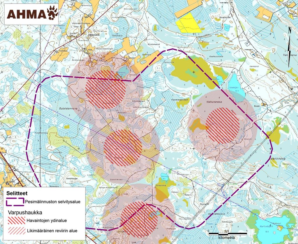 20 Kuva 7-3. Varpushaukan reviirien sijoittuminen alueelle. Kanahaukka Kanahaukan reviiri sijaitsee hankealueen länsiosissa.