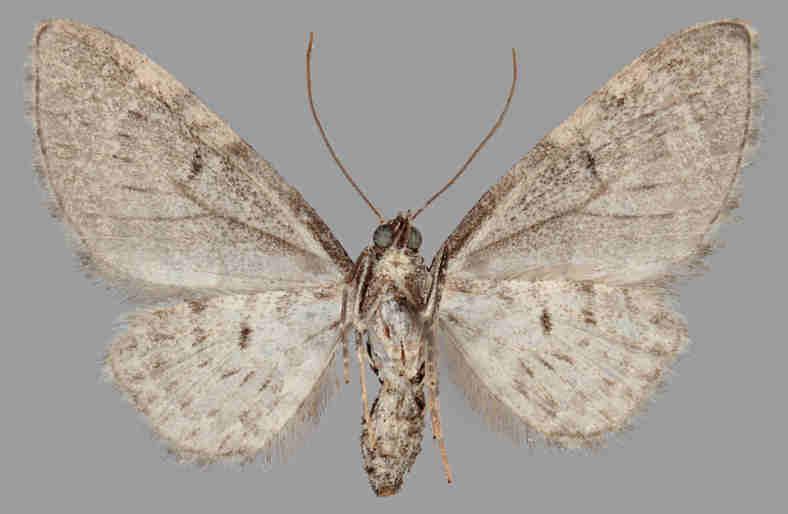 E. subfuscata E.