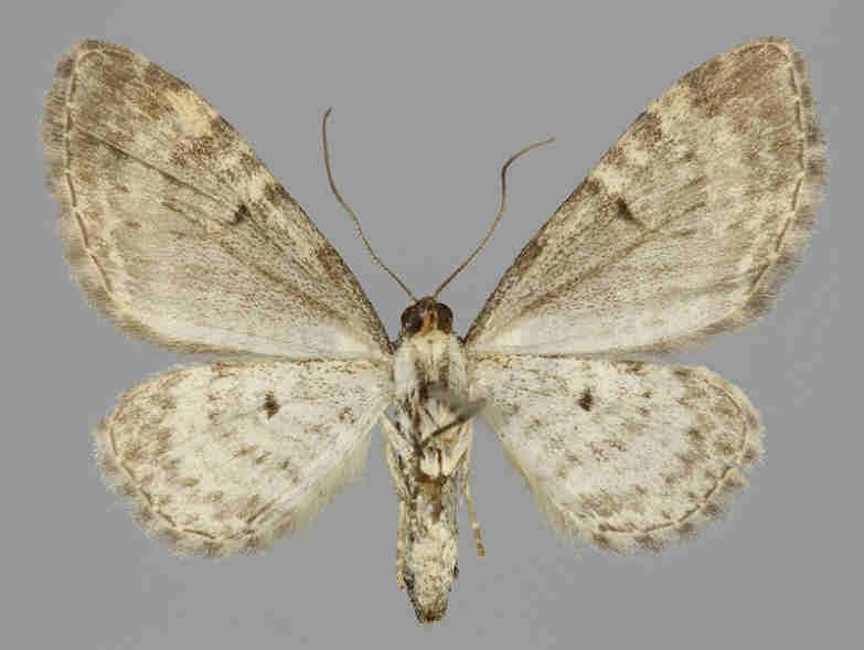 subumbrata E.