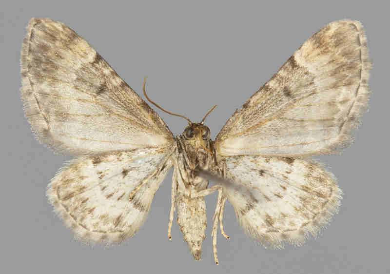 E. linariata E.