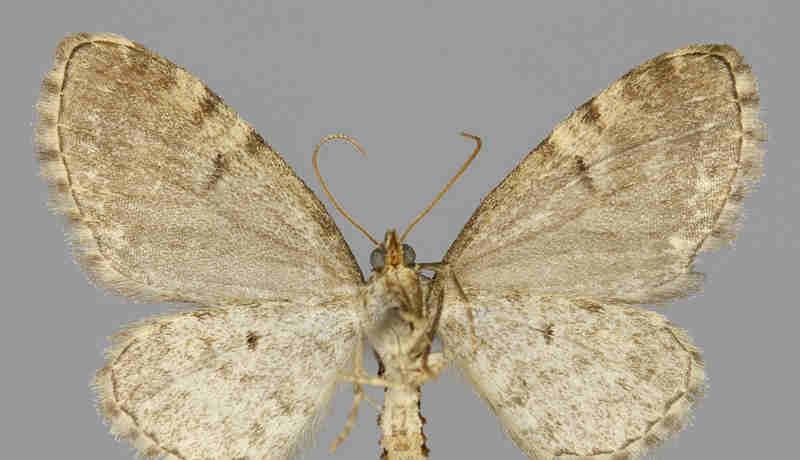 goossensiata E.