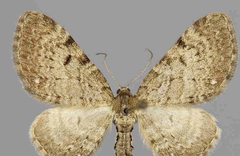 E. acteata E. selinata E. denotata E. tripunctaria E.
