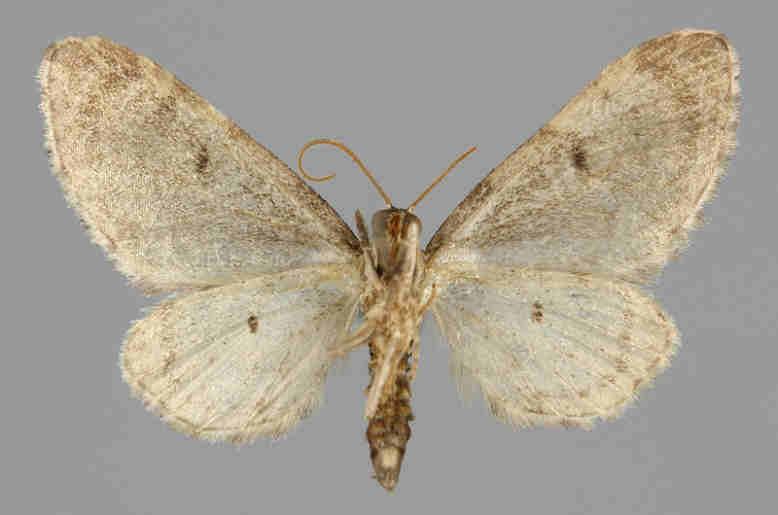 E. acteata E.