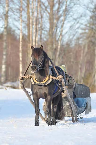 Monipuolinen ori on kilpaillut kouluratsastuksessa he A luokissa 2- tasolla saavuttaen yli 60% tuloksia ja esteratsastukssa 80 cm tasolla sekä aloittanut kilpailemisen kenttäratsastuksessa kaudella