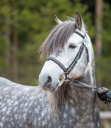 Astutustiedot Astuu luomuna kotonaan Ylöjärvellä tai se voidaan kuljettaa tamman luokse lähiseudulle. Astutusmaksu 270 (sis. alv 24 %), varsamaksu 450 (sis. alv 24 %). Tamman on mahdollista yöpyä oriin luona hintaan 15 /vrk (sis.