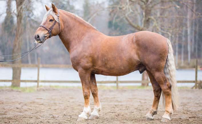 MARANELLO Uno 1720-85J Kelhon-Natalia 2564-84 Vireeni 2357-75J Jonski 1564-78J Ero-Liippa 437-73J Velhotar 45-74J Vieteri Seireeni (valio) Jonne Voiman-Tähti Ero-Lohko (valio) Liipattu Velho Aroma