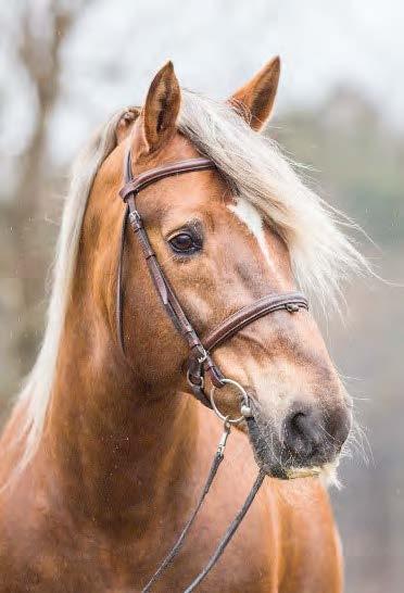 Astutustiedot Astuu Häijään Oriasemalla. Siittolamaksu 434, sis. eläinlääkärin toimenpidemaksun Häijään Oriasemalla. Siirrot 250 ja seuraavat lähetykset 66 / annos.
