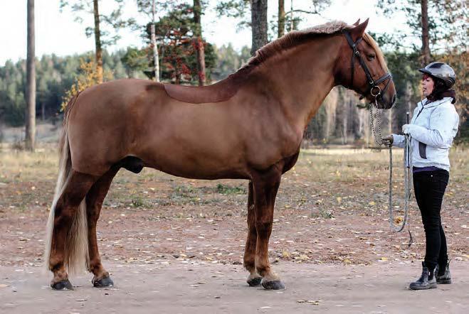 PILVEN PYHIMYS PIRJE FAGER-PINTILÄ Pilven Poika 1783-89 Anna-Liisa 2377-93 Ukko-Veto 2133-83 Elotar 1985-78 Valmpurin-Vesa 2005-85 Minna-Malviina 1464-83 Uusi-Veto Salli Erilo Pujotar Hiluri Valpuri