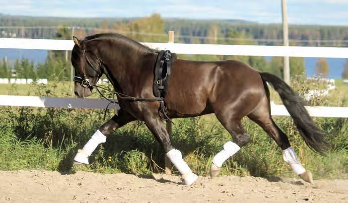 Astutustiedot Astuu luomuna Kivelän Hevostilalla Eurassa, Satakunnassa. Astutusmaksu 200 (ei alv.), varsamaksu 400 (ei alv.
