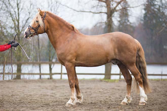 PONUVEIKKO MIRELLA RUOTSALAINEN Vekseli 324-74J P Pontella 2318-84J Vekkuli Jo 101 P Vekkuli 100606 Vj Ponte 732-71J Tähti-Tella 1602-77J Vesseli Pelho (valio) Valokko Virkkuli Passin-Voitto Keva