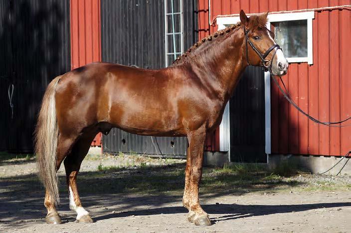 R.T. KAJAUS Toto 754-74JT E.T. Purje 2337-75J Valio Totti 739-74J P Kuiske Erilo 5731 Valio Purjetähti yh 62057 Ihme-Toti Vako Tommi Relu Eri-Uljas Ilo Purje Murtin-Tähti Rekisterinumero: 2661-92R Syntynyt: 20.