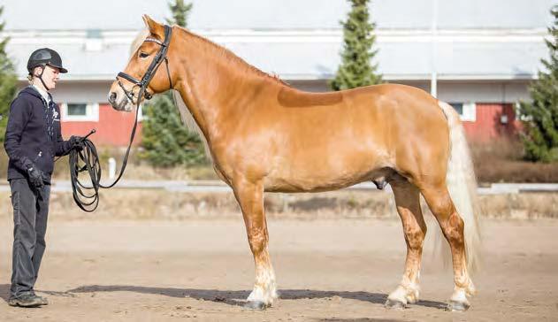 SÄÄMIES MIRELLA RUOTSALAINEN Pilven Poika 1783-89 Lillin Malli 2017-98 Ukko-Veto 2133-83 Elotar 1985-78 Mallikas 2607-90 Lilli Erika 1163-84 Uusi-Veto Salli Erilo Pujotar Pysteri Virtaska Luonnos