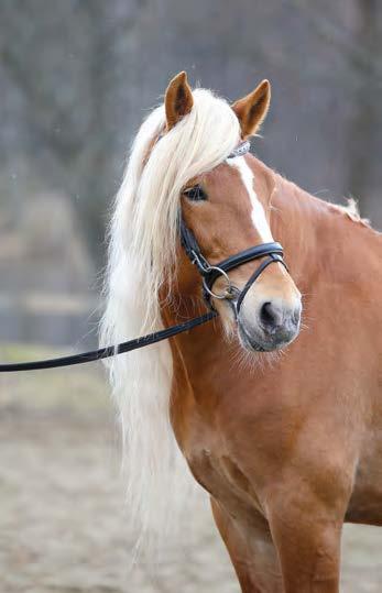 com SÄÄMIES SUSANNA KAURANEN Esittely Säämies on omanarvonsa tunteva, kiltti nuoriherra.