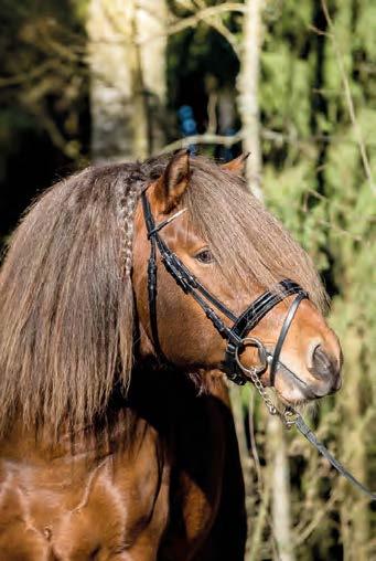TUULIA NELIMARKKA Astutustiedot Ori on tarjolla jalostukseen luomuastutuksena. Varausmaksu 150 (maksu tulee olla maksettuna ennen ensimmäistä astutusta, EI astutusmaksua). Varsamaksu 350.
