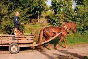 Astutustiedot Astuu luomuna kotonaan Siuntiossa hinnoin 200 EUR + varsamaksu 600 EUR 10 vrk ikäisestä varsasta (ei alv). Lisätiedot Petra Rantala, 040 8667694, onnelassa@gmail.