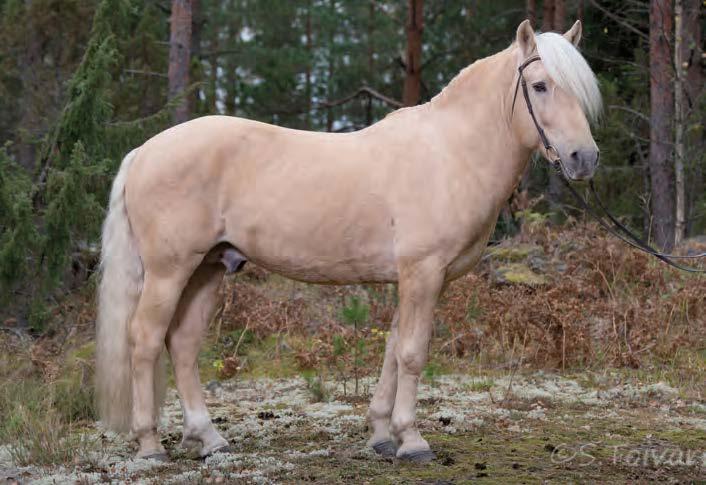 TUUVAN HERPERTTI SEPPO TOIVARI Ukkosen Poika 1454-98P Jesmilla 1964-95PR Pikku-Ukkonen 1217-92P Täti Moonika 2233-85R Jeppana 2228-83P Jessina 2320-87P Fabian E.T. Viri Holotna Lilli Iskutus Leppana (valio) Jessimo Vilpo Rekisterinumero: 2004-05P Syntynyt: 20.