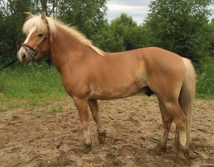 VÄLILÄN ROMEO Komun Juljus 2560-97 