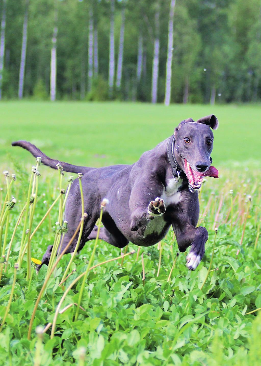 HOUND GREY 2 ETELÄN